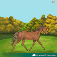 Horse Color:Chestnut 