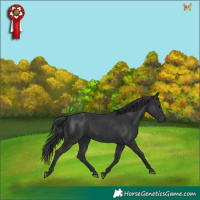 Horse Color:Black 
