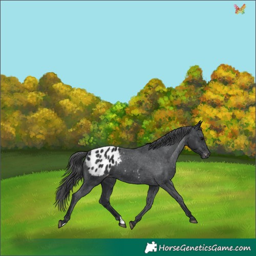 Horse Color:Black Appaloosa 