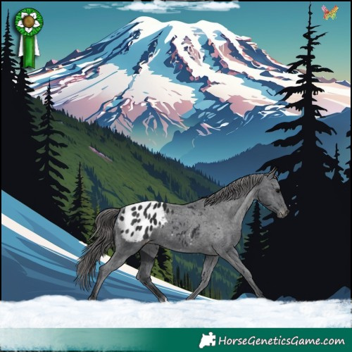 Horse Color:Black Blanket 