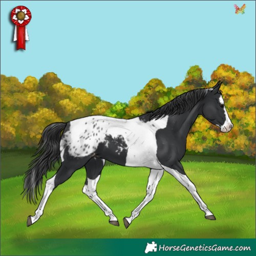 Horse Color:Black Splash Tobiano Appaloosa 