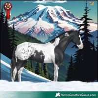 Horse Color:Black Splash Tobiano Appaloosa 