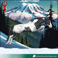 Horse Color:Black Splash Tobiano Appaloosa