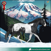 Horse Color:Black Splash Tobiano Appaloosa 