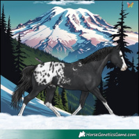 Horse Color:Black Splash Appaloosa 