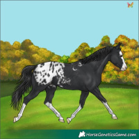 Horse Color:Black Splash Appaloosa 