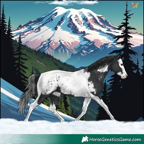 Horse Color:Black Splash Tobiano Appaloosa 