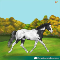 Horse Color:Black Splash Tobiano Appaloosa 