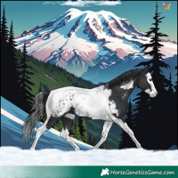 Horse Color:Black Splash Tobiano Appaloosa 