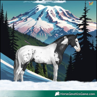 Horse Color:Black Splash Tobiano Blanket 