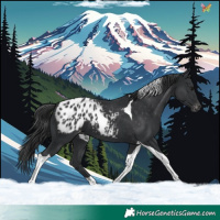 Horse Color:Black Tobiano Appaloosa 