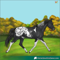 Horse Color:Black Tobiano Appaloosa