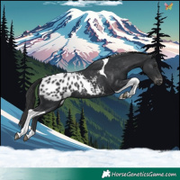 Horse Color:Black Tobiano Appaloosa 