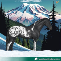 Horse Color:Black Tobiano Appaloosa 