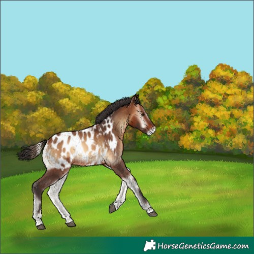 Horse Color:Bay Onyx Appaloosa 