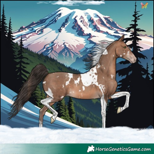 Horse Color:White Spotted Sable Champagne Tobiano 