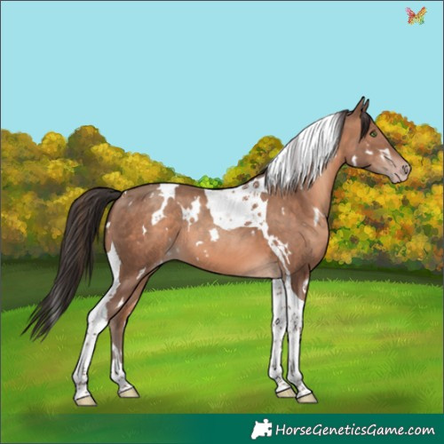 Horse Color:White Spotted Sable Champagne Tobiano 