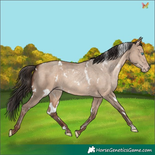 Horse Color:White Spotted Sable Champagne Dun 