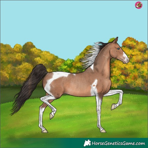 Horse Color:Sable Champagne Tobiano Rabicano 