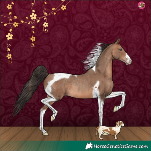 Horse Color:Sable Champagne Tobiano Rabicano 