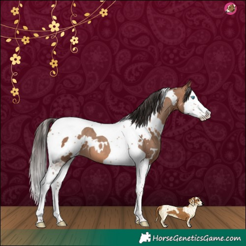 Horse Color:White Spotted Sable Champagne Splash Tobiano 