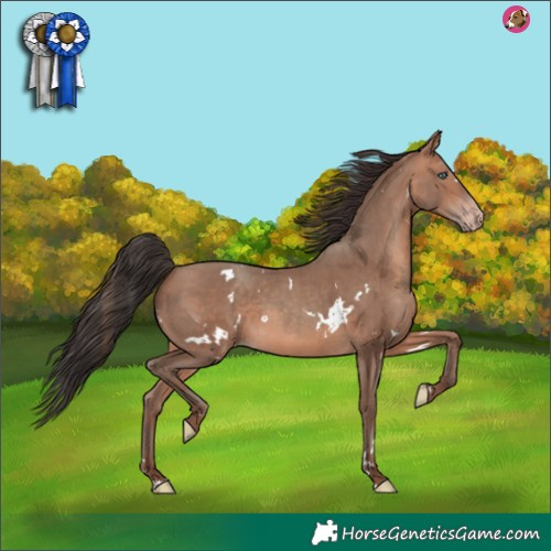 Horse Color:White Spotted Sable Champagne 