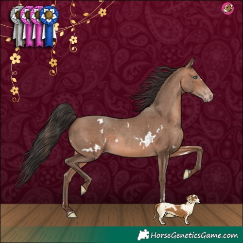 Horse Color:White Spotted Sable Champagne 
