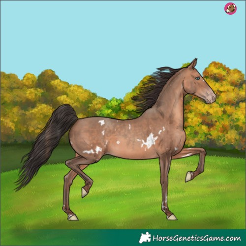 Horse Color:White Spotted Sable Champagne 