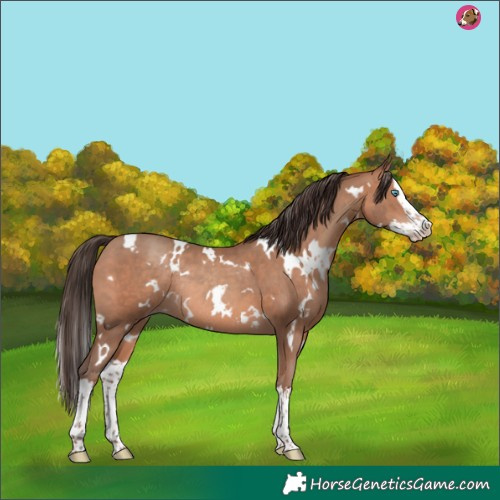 Horse Color:White Spotted Sable Champagne Splash Rabicano 