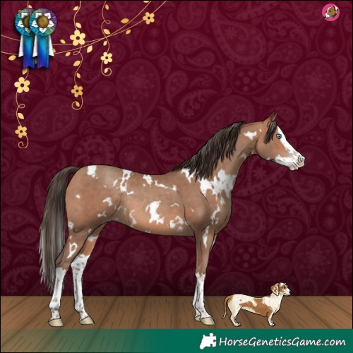 Horse Color:White Spotted Sable Champagne Splash Rabicano 
