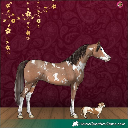 Horse Color:White Spotted Sable Champagne Splash Rabicano 