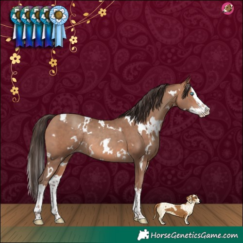 Horse Color:White Spotted Sable Champagne Splash Rabicano 