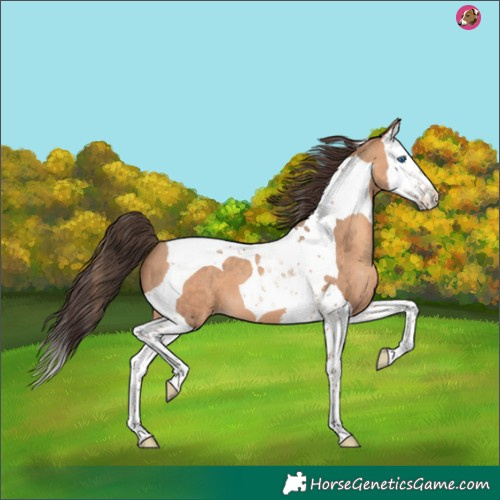 Horse Color:Amber Champagne Splash Tobiano 