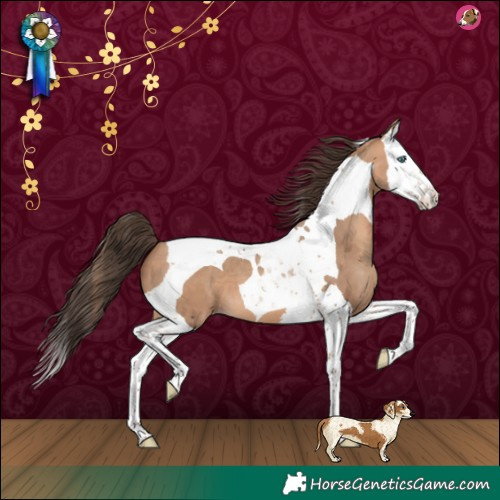 Horse Color:Amber Champagne Splash Tobiano 