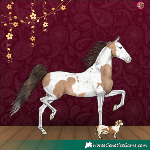Horse Color:Amber Champagne Splash Tobiano 