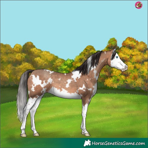 Horse Color:White Spotted Sable Champagne Splash 