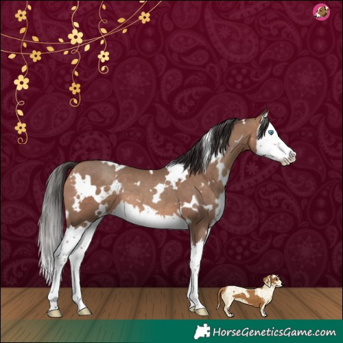 Horse Color:White Spotted Sable Champagne Splash 