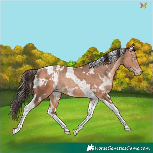 Horse Color:White Spotted Amber Champagne Tobiano Rabicano 