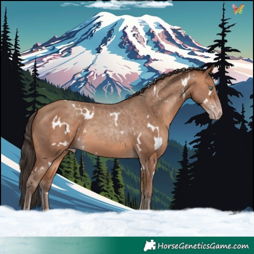 Horse Color:White Spotted Sable Champagne 