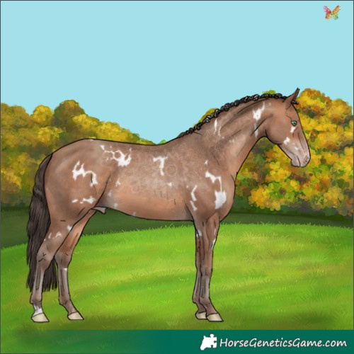 Horse Color:White Spotted Sable Champagne 