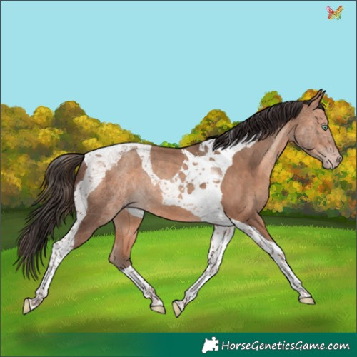 Horse Color:Amber Champagne Tobiano Rabicano 