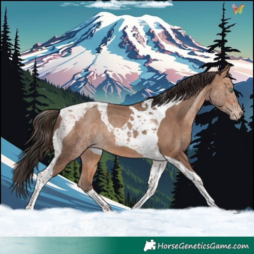 Horse Color:Amber Champagne Tobiano Rabicano 
