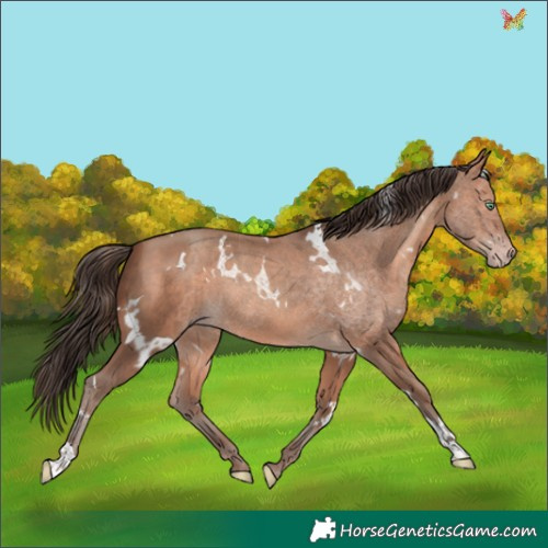 Horse Color:White Spotted Sable Champagne 