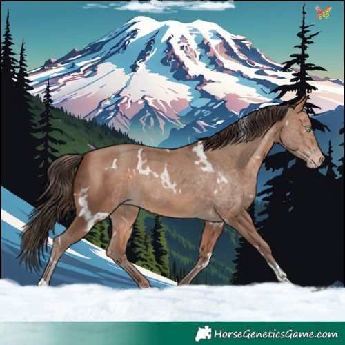 Horse Color:White Spotted Sable Champagne 