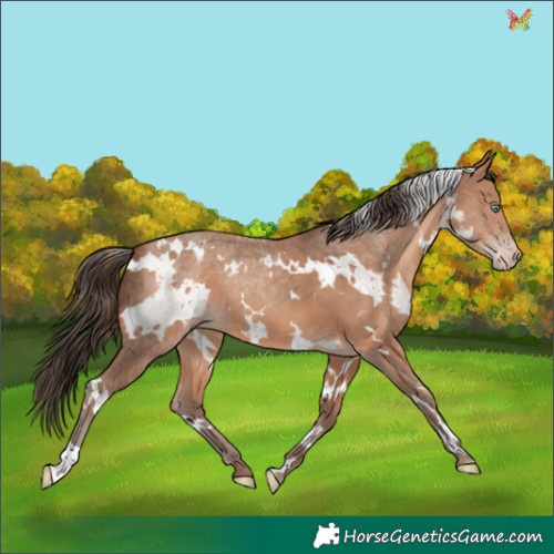 Horse Color:White Spotted Sable Champagne 