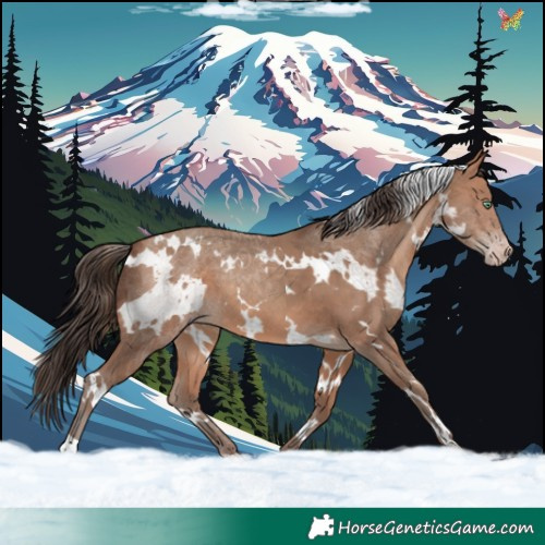 Horse Color:White Spotted Sable Champagne 