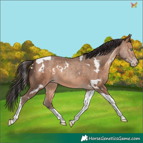 Horse Color:White Spotted Sable Champagne Tobiano 