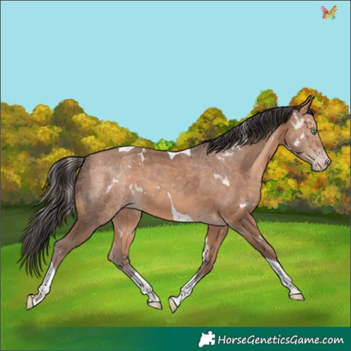 Horse Color:White Spotted Amber Champagne Tobiano 