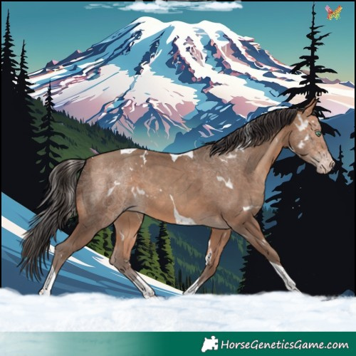 Horse Color:White Spotted Amber Champagne Tobiano 