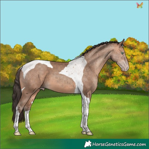 Horse Color:Amber Champagne Tobiano 